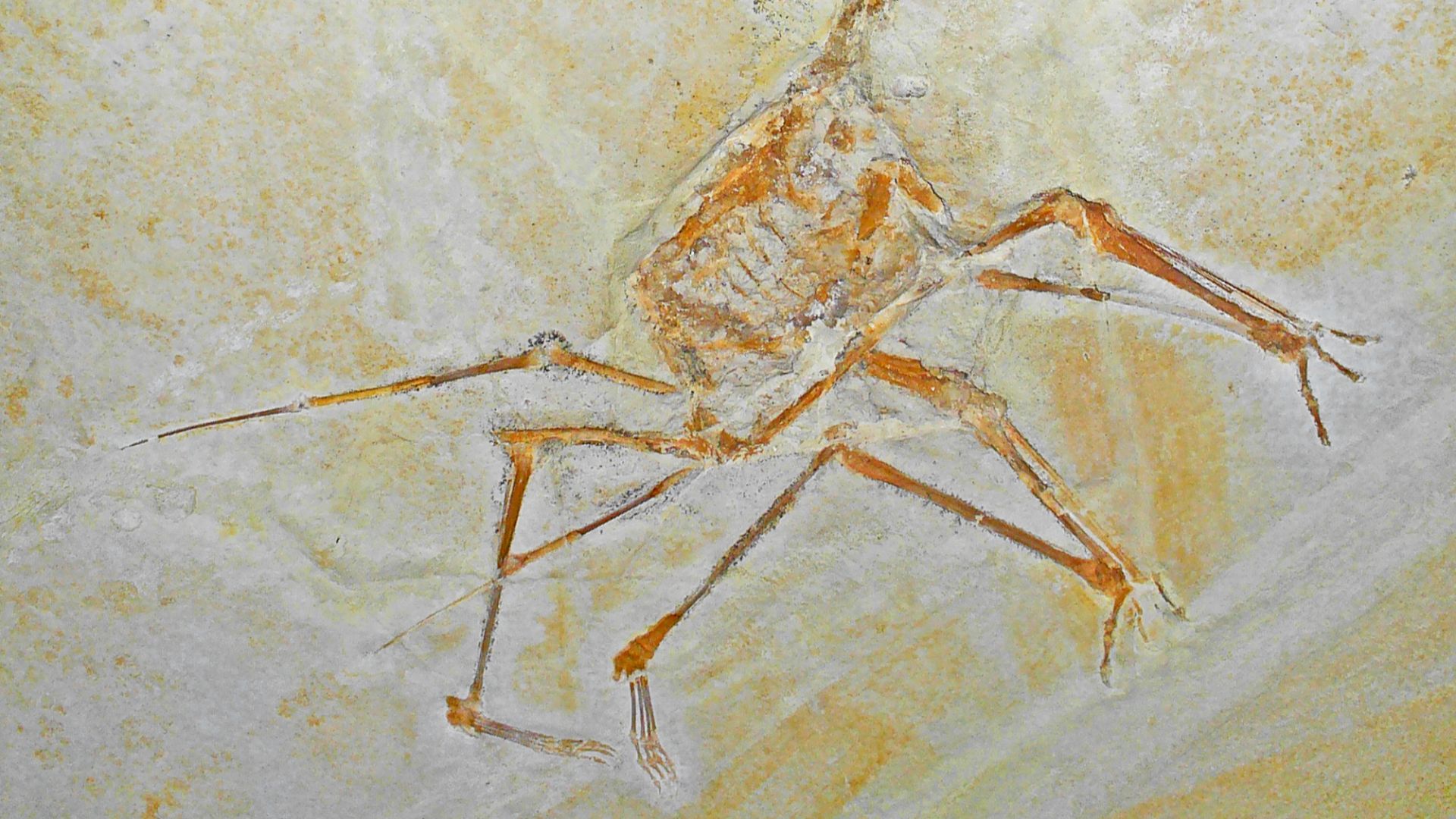 File:Germanodactylus spec 01.JPG