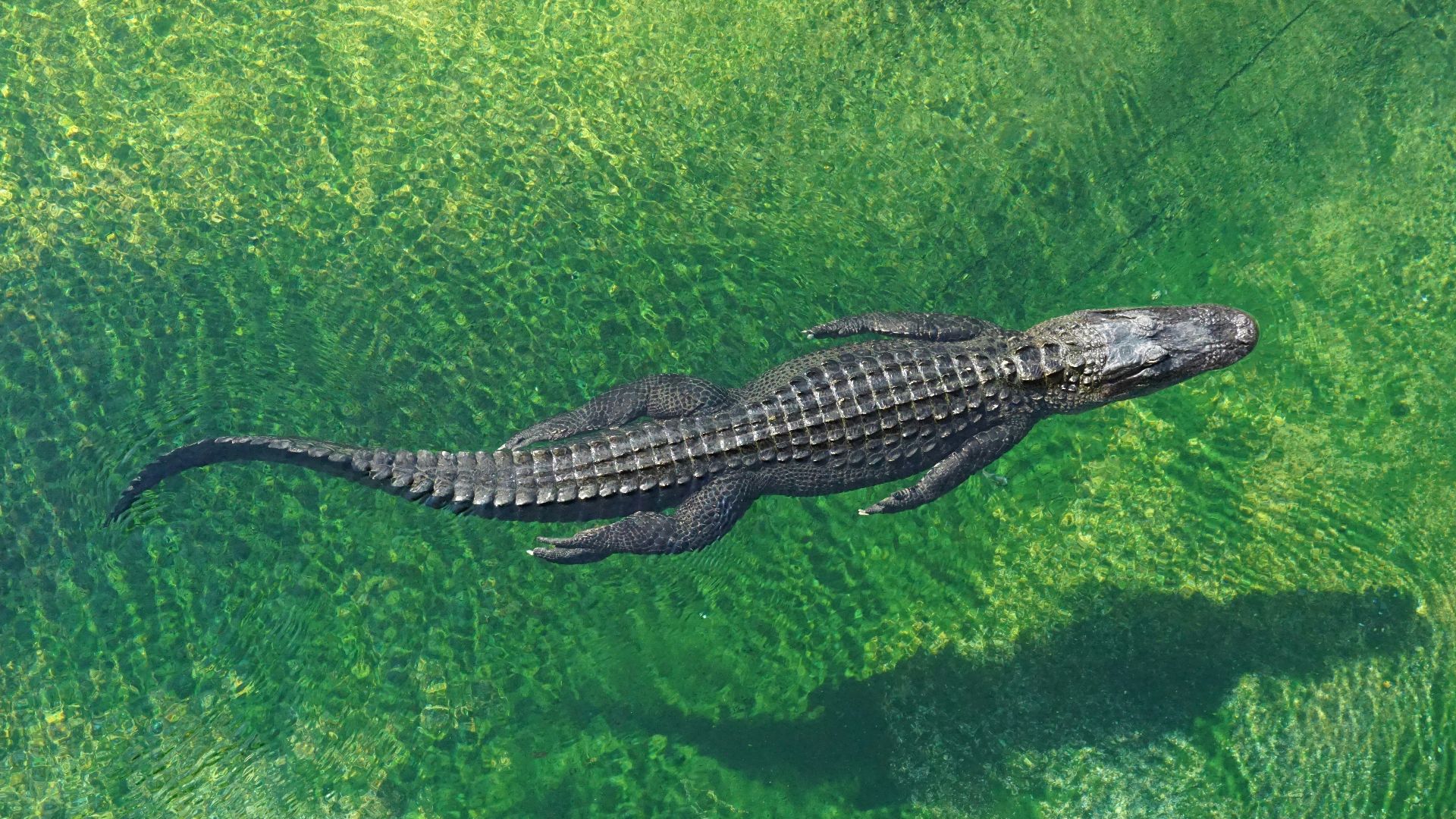 crocodile in body of water