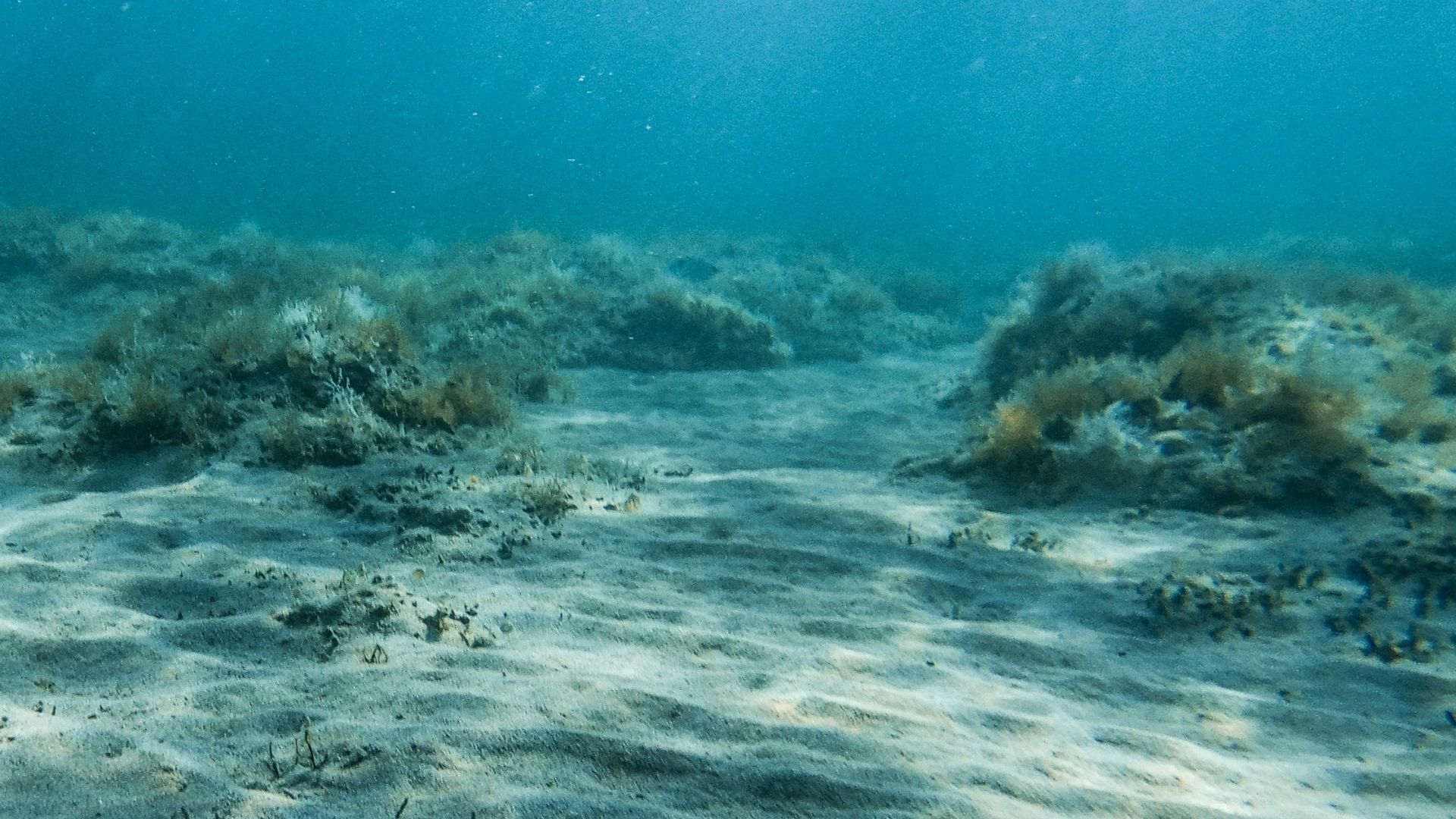 brown and gray coral reef