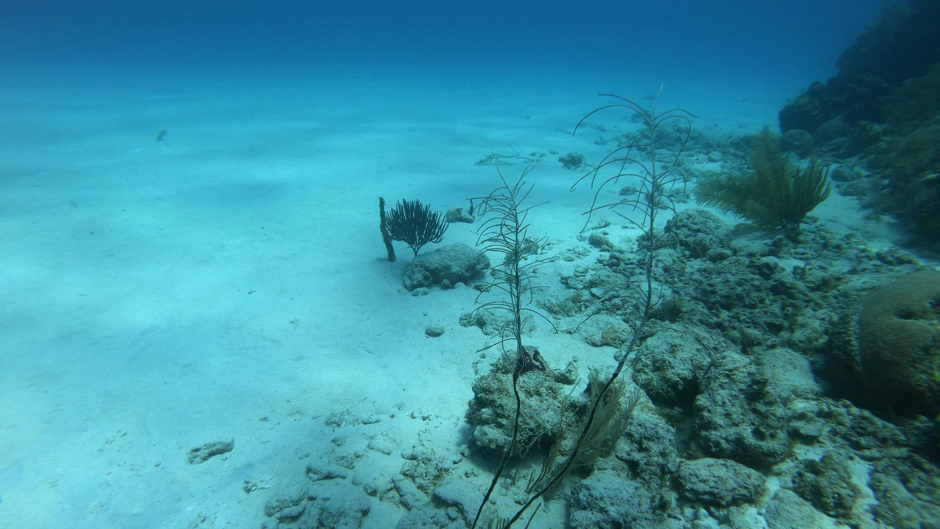 a group of seaweed on the bottom of the ocean floor