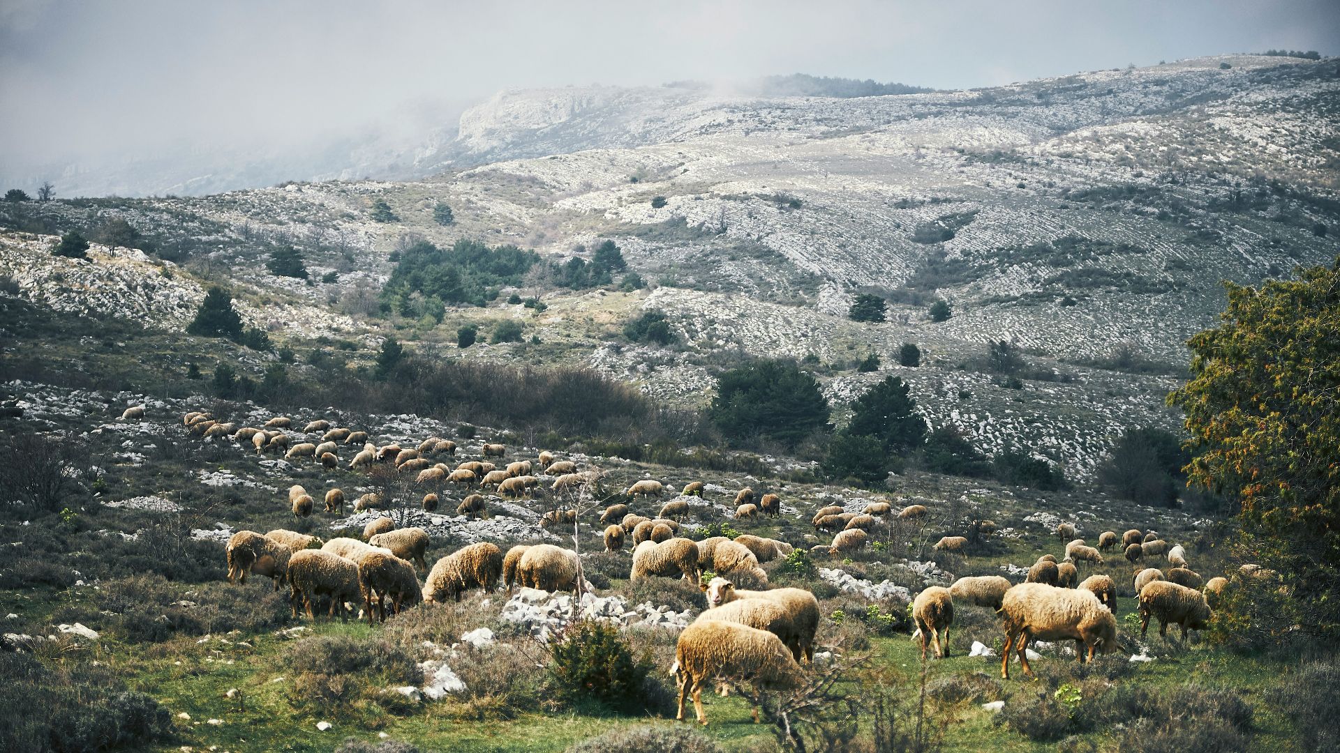 herd of lamb on hills