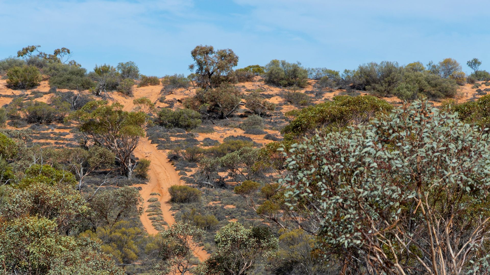 a dirt road in the middle of the desert