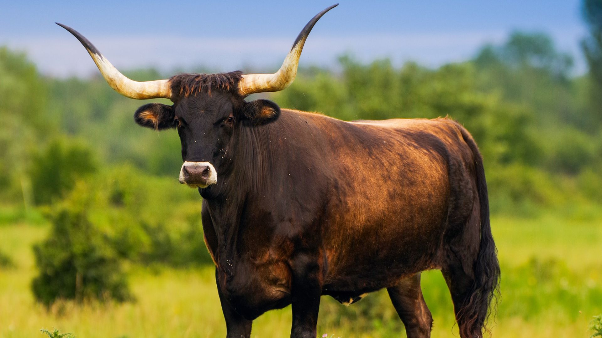 File:Aurochs cow in the Milovice heavy ungulates wild life refuge.jpg