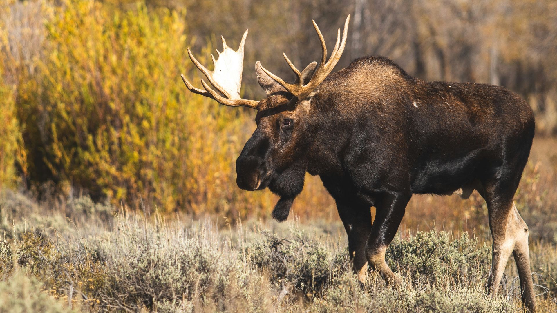 brown moose on brown grass during daytime