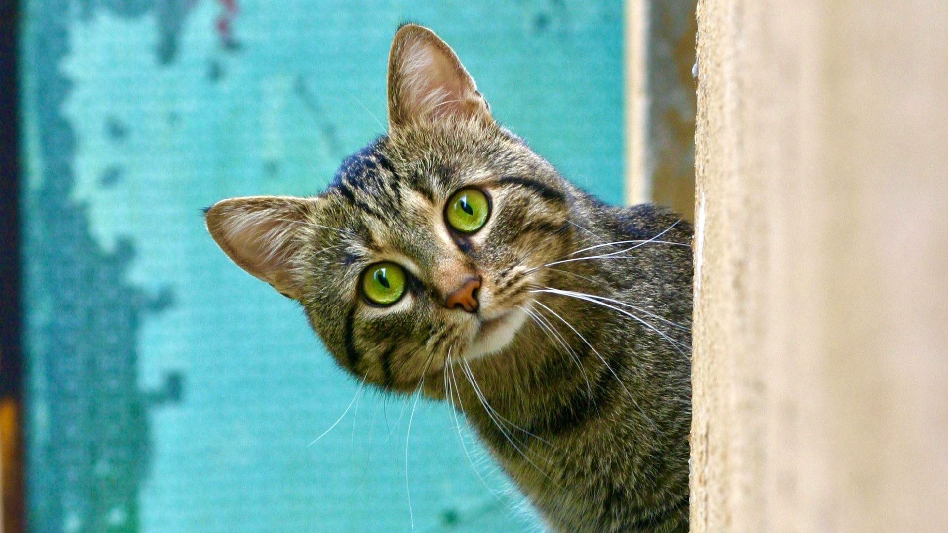 brown tabby cat on white wooden window