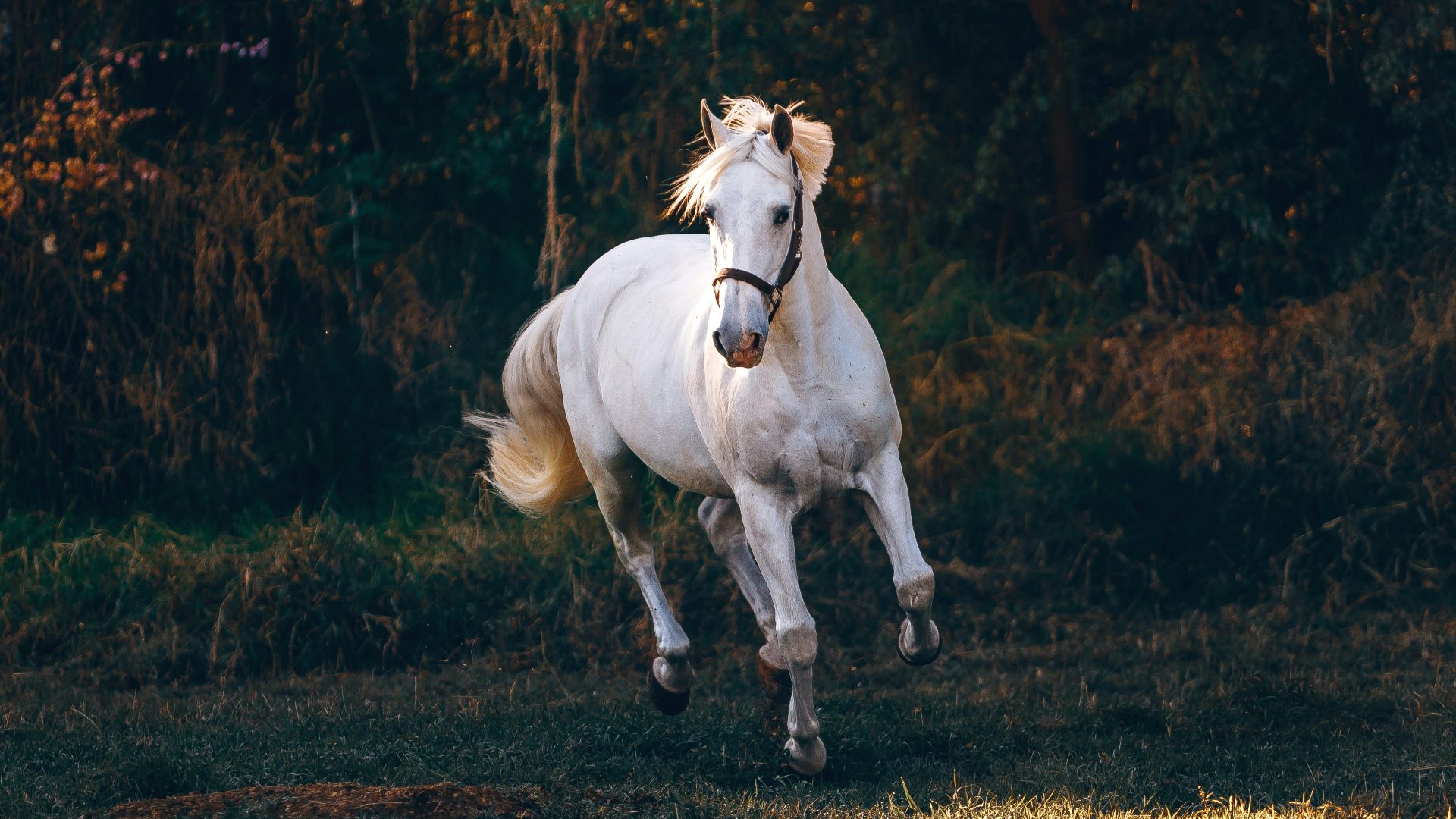 shallow focus photo of white horse running