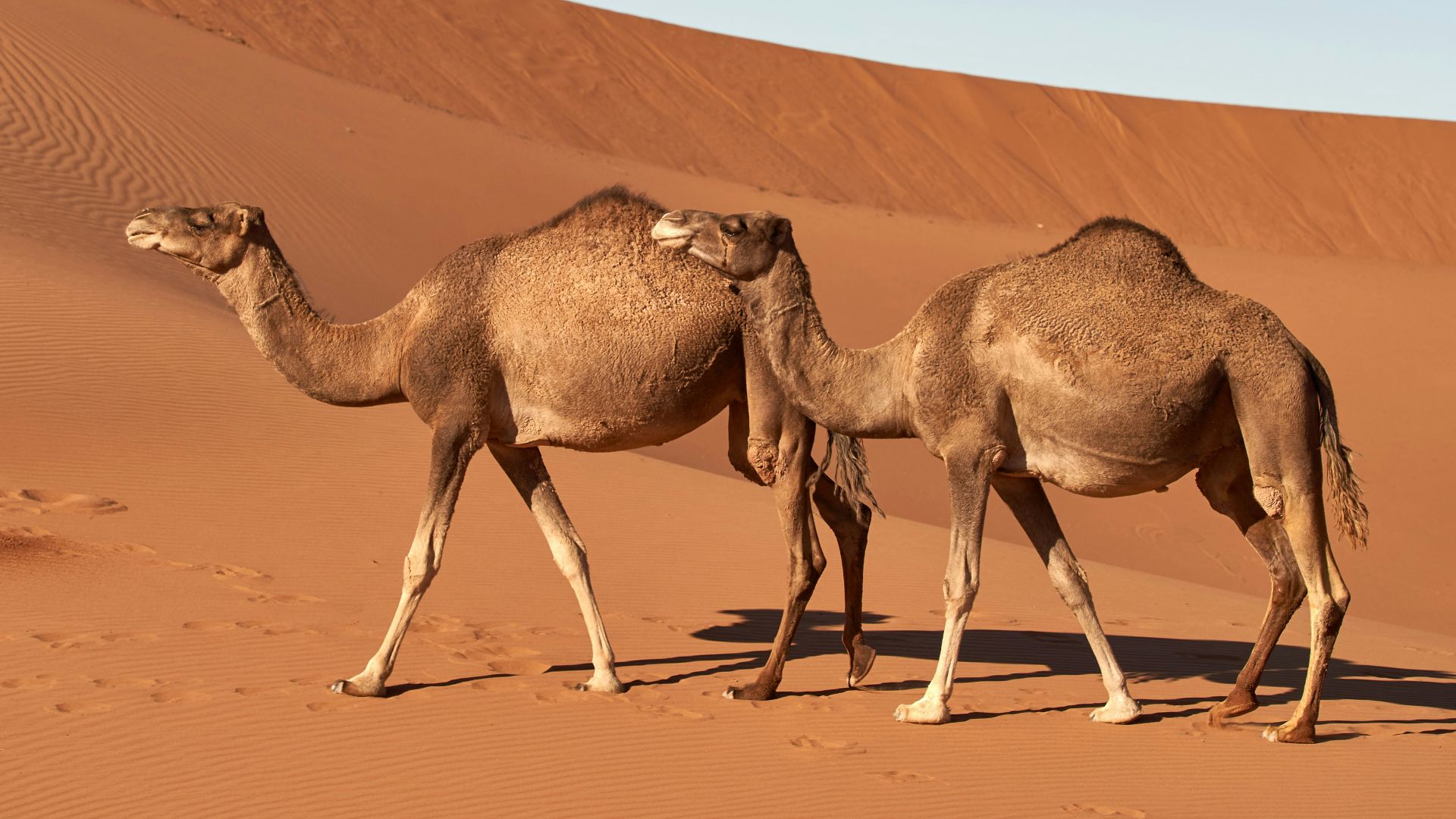 brown camels on desert during daytime