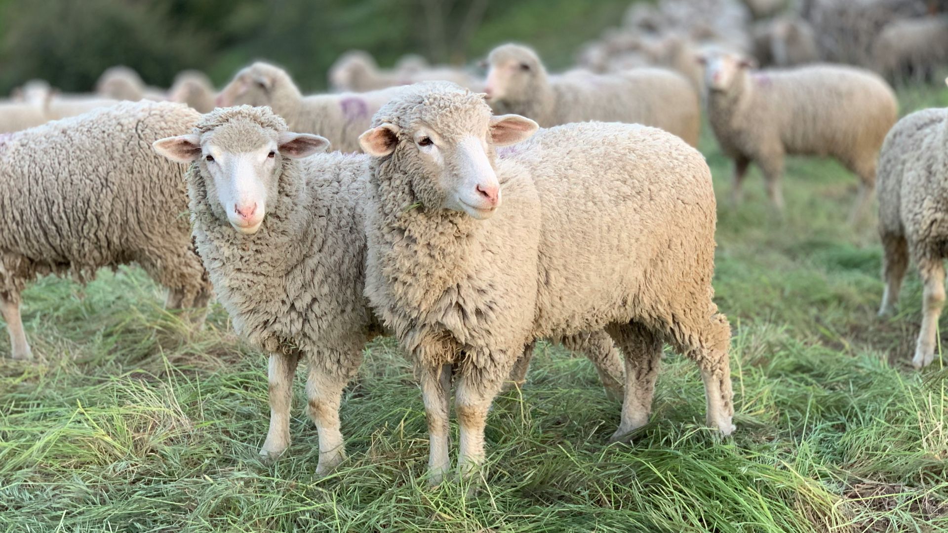 a herd of sheep standing on top of a lush green field