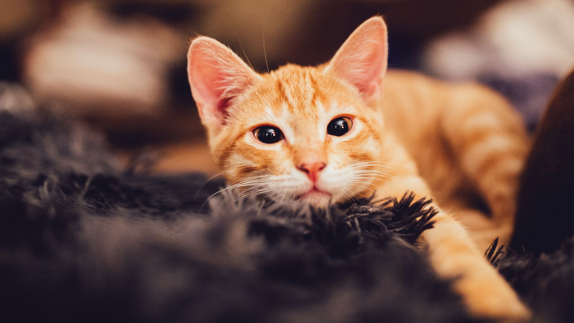 orange tabby cat