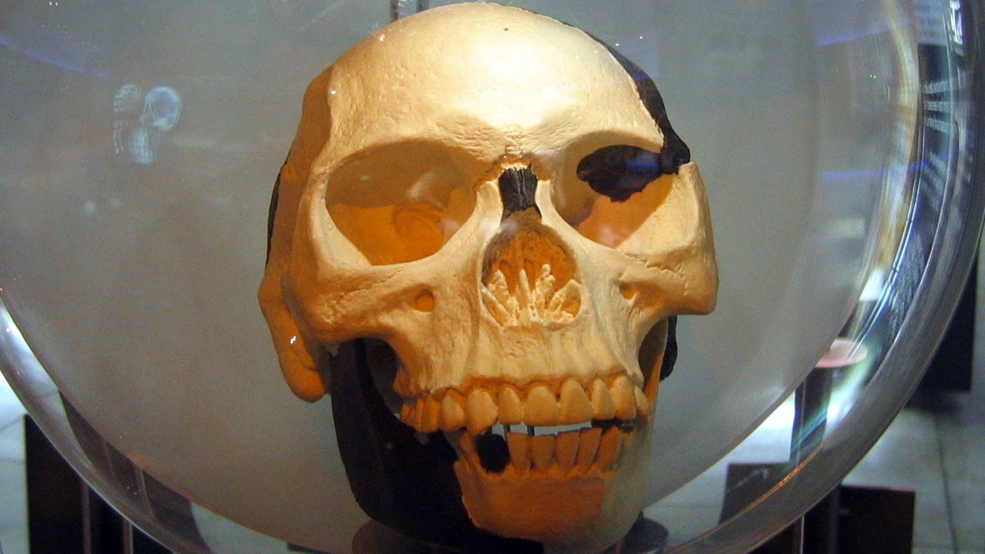 File:Sterkfontein Piltdown man2.jpg