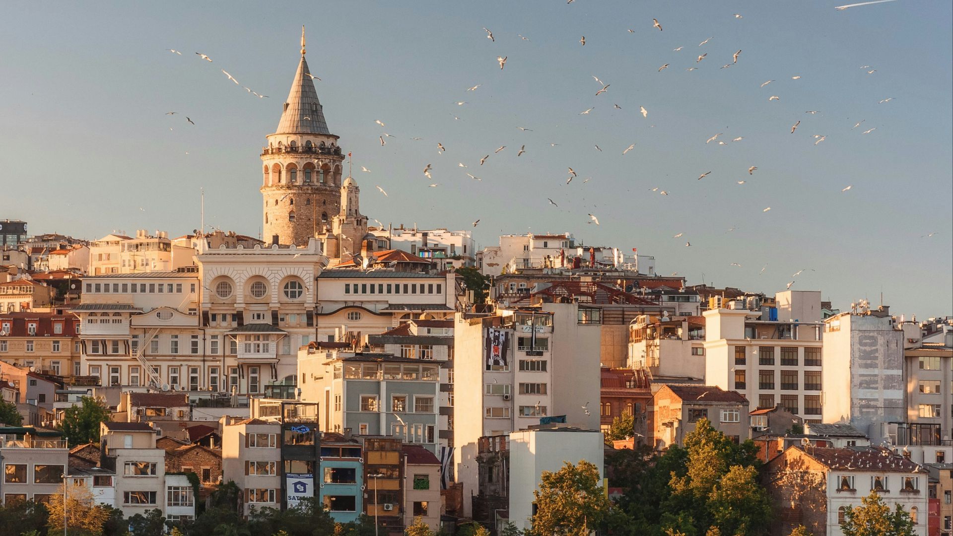 aerial view of buildings and flying birds