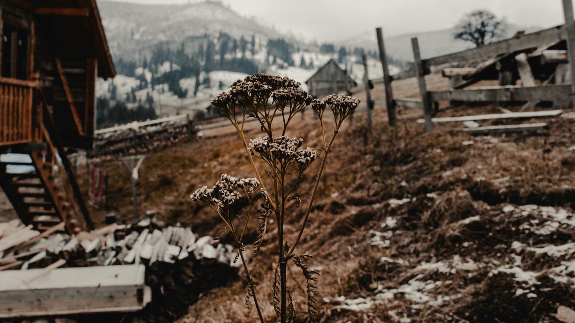 brown withered flower