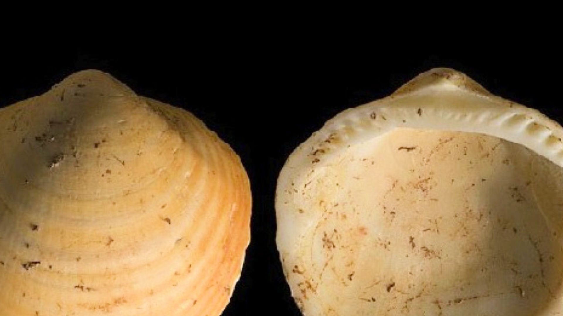 File:Ksar Akil Snail Shells.jpg