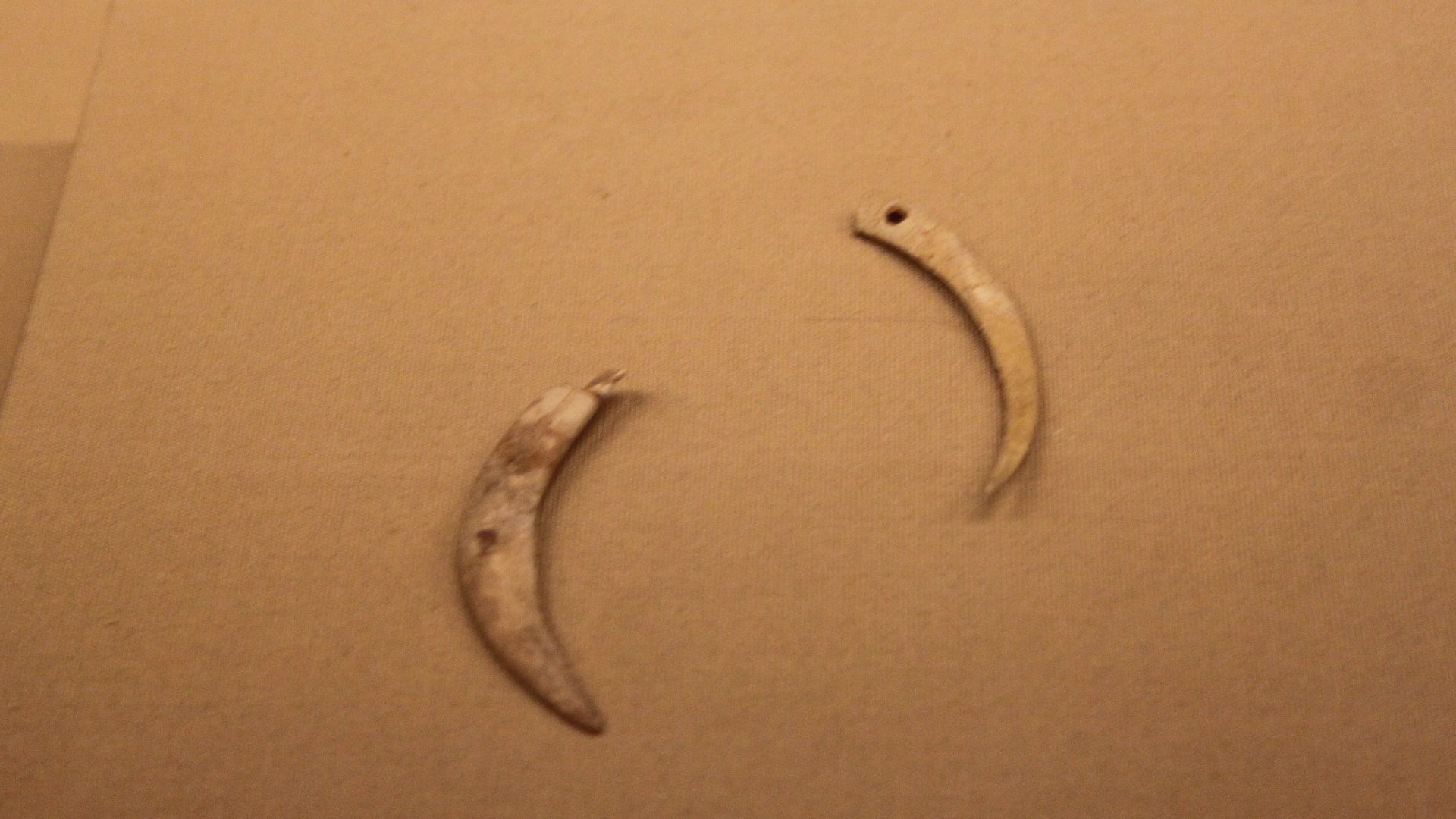File:Neolithic Animal Tooth Pendants (9929201846).jpg