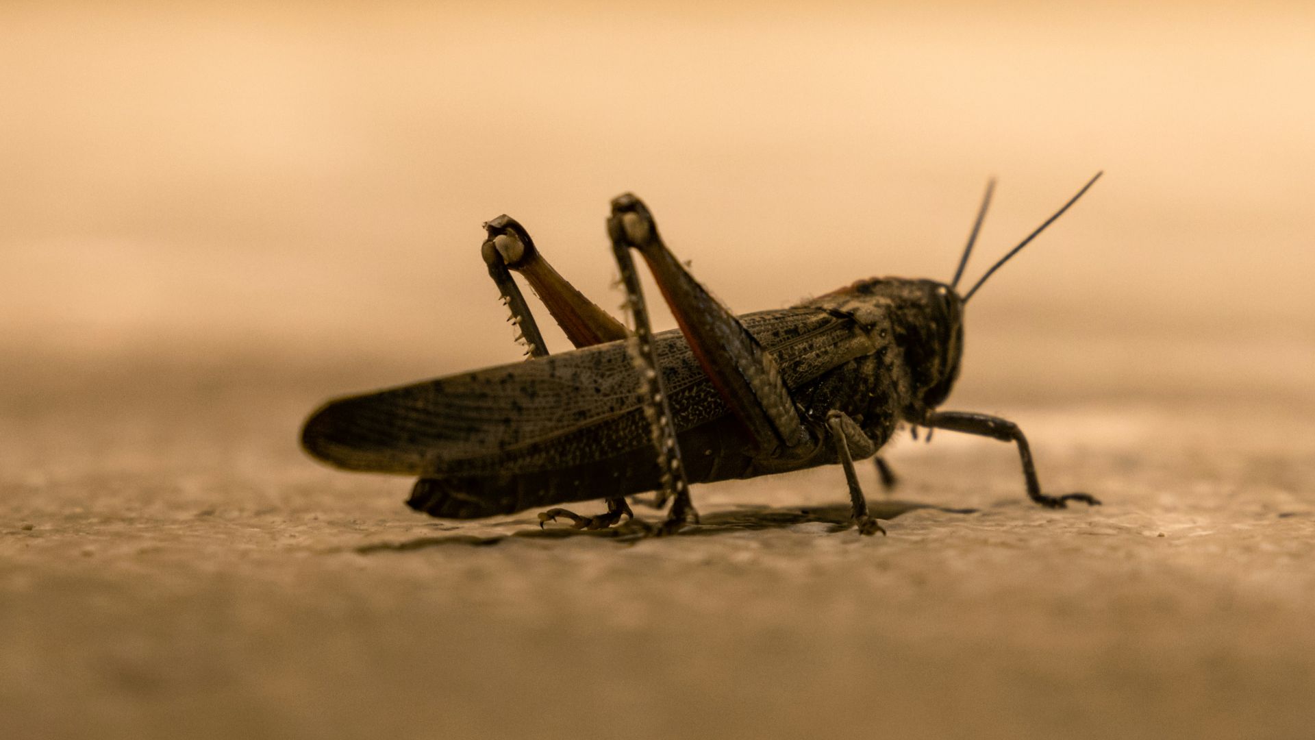 brown grasshopper on brown sand in close up photography during daytime