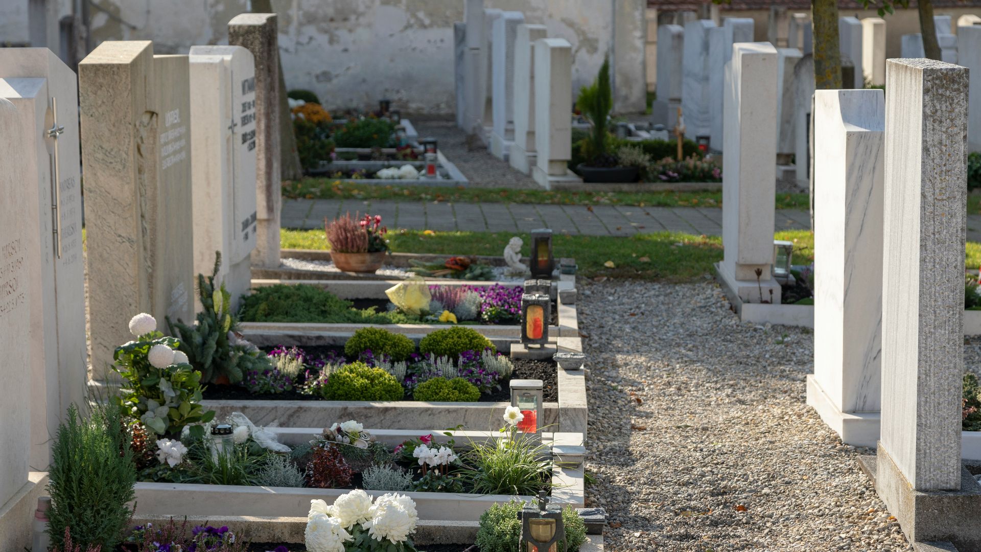 green and white flower garden