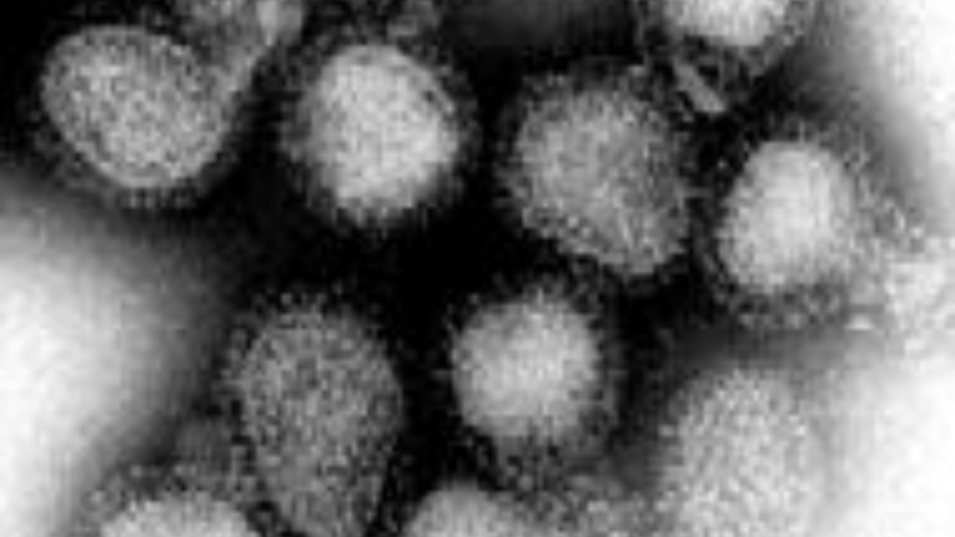 File:Influenza virus.png