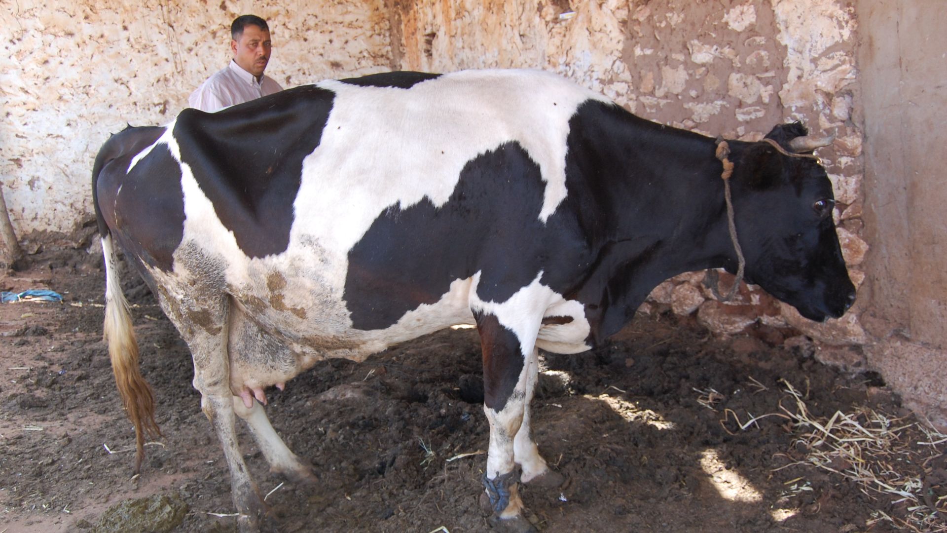 File:Vatche tiesse a baxhete dos tchamlou rîlêye motoit botulisse Dj10.jpg