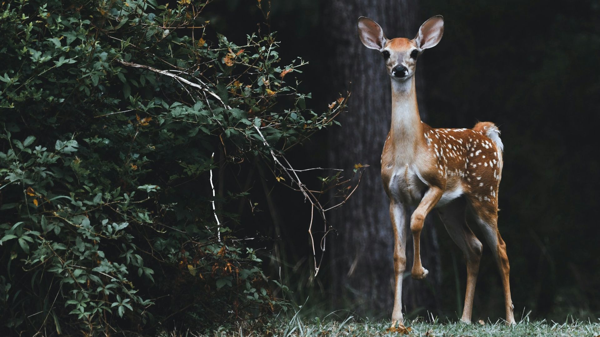brown deer beside plants