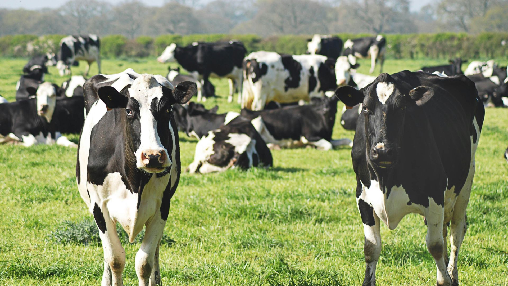 black and white cow on green grass field during daytime