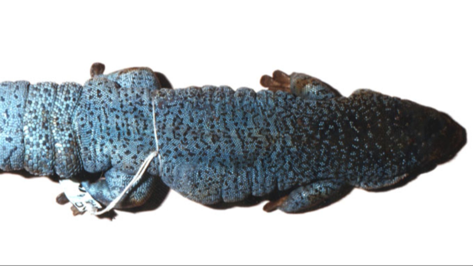 File:Phelsuma edwardnewtoni.jpg