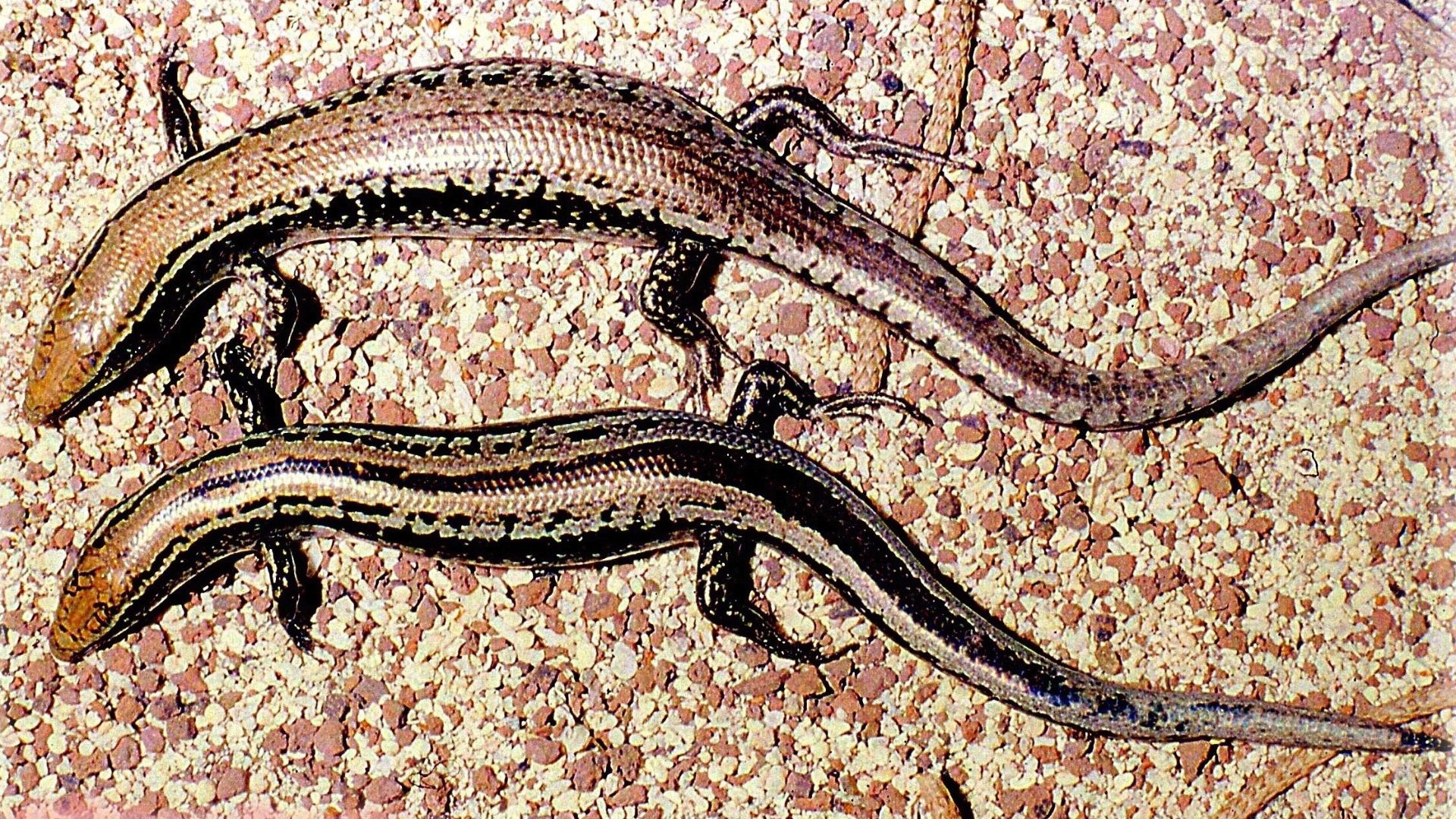 File:Gongylomorphus bojeri IlePlate 1987.jpg