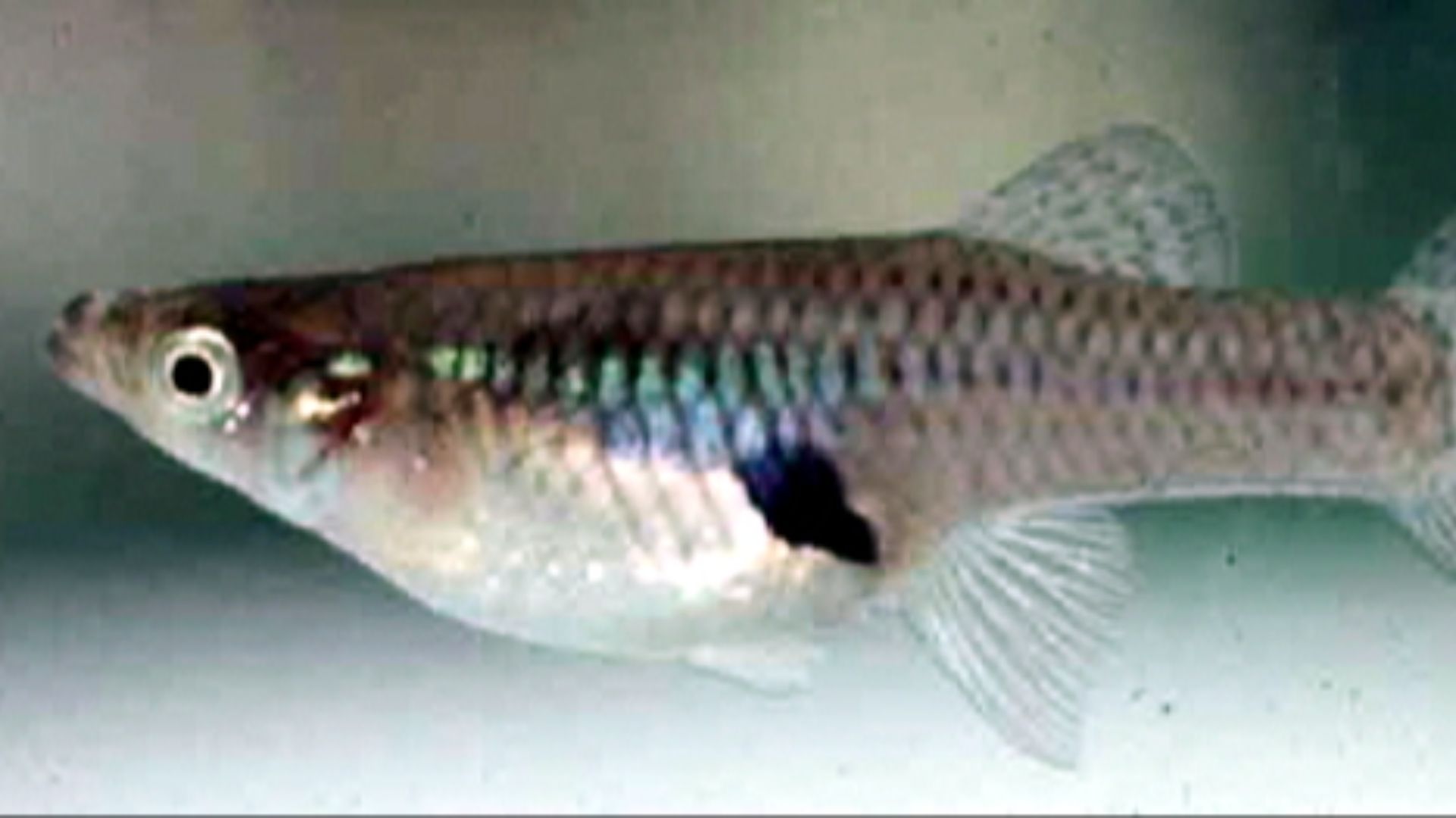 File:Mosquitofish.jpg