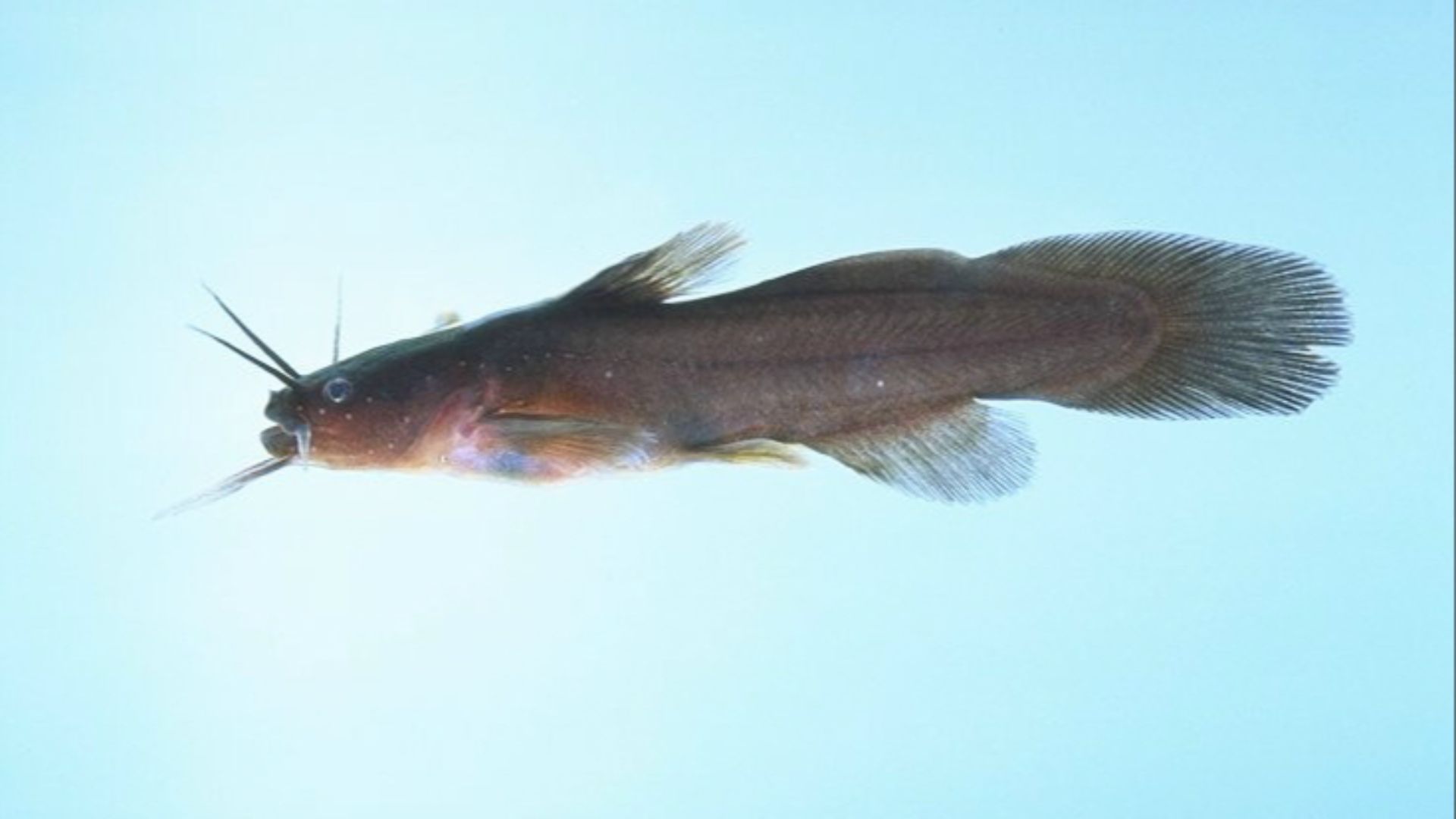 File:Noturus gyrinus.jpg