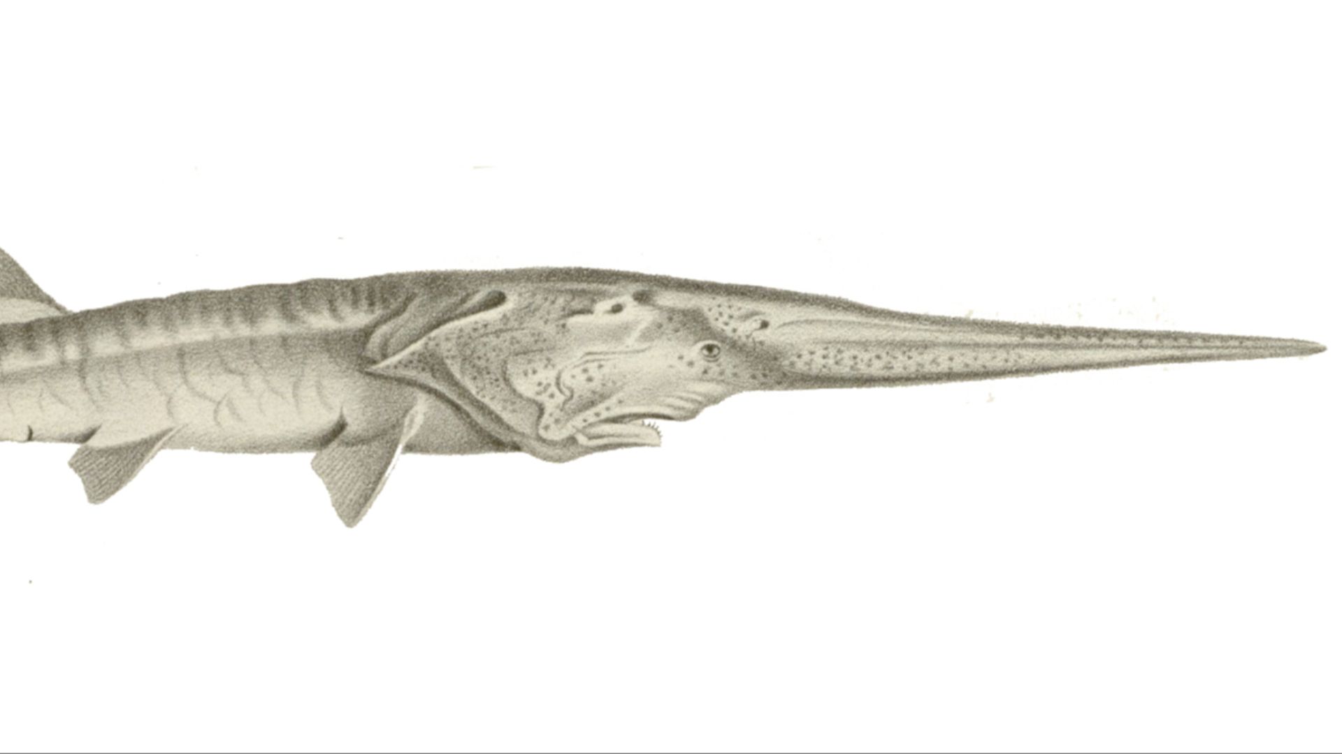 File:Psephurus gladius.jpg