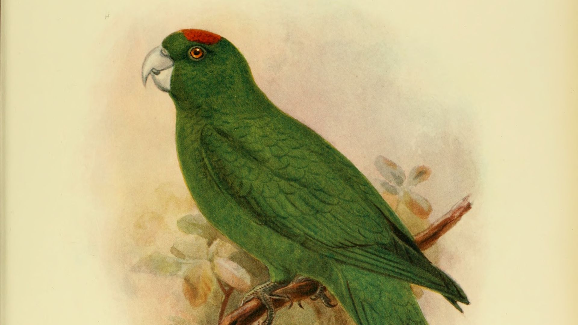File:Extinctbirds1907 P16 Conurus labati0313.png