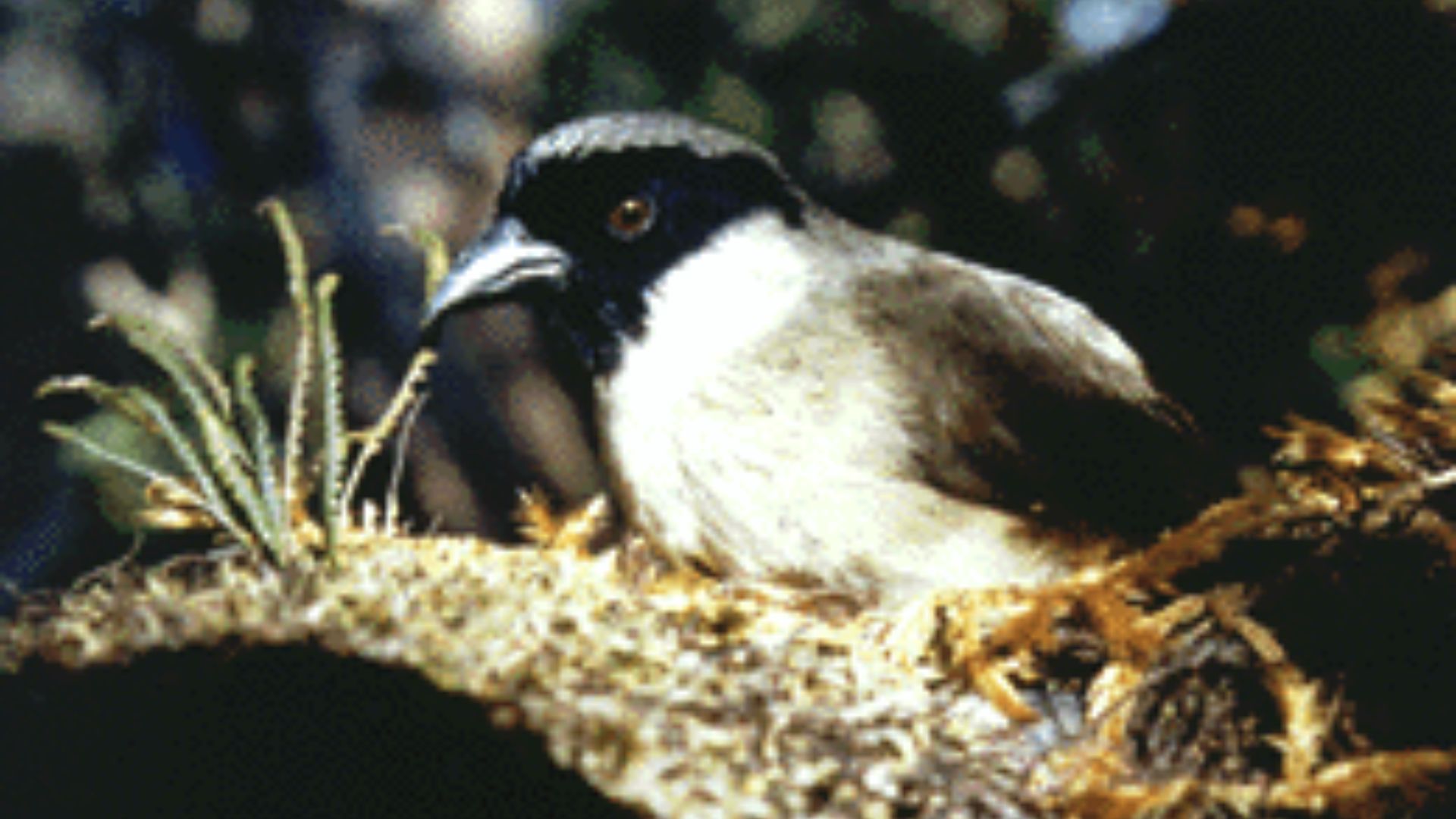 File:Melamprosops phaeosoma.gif
