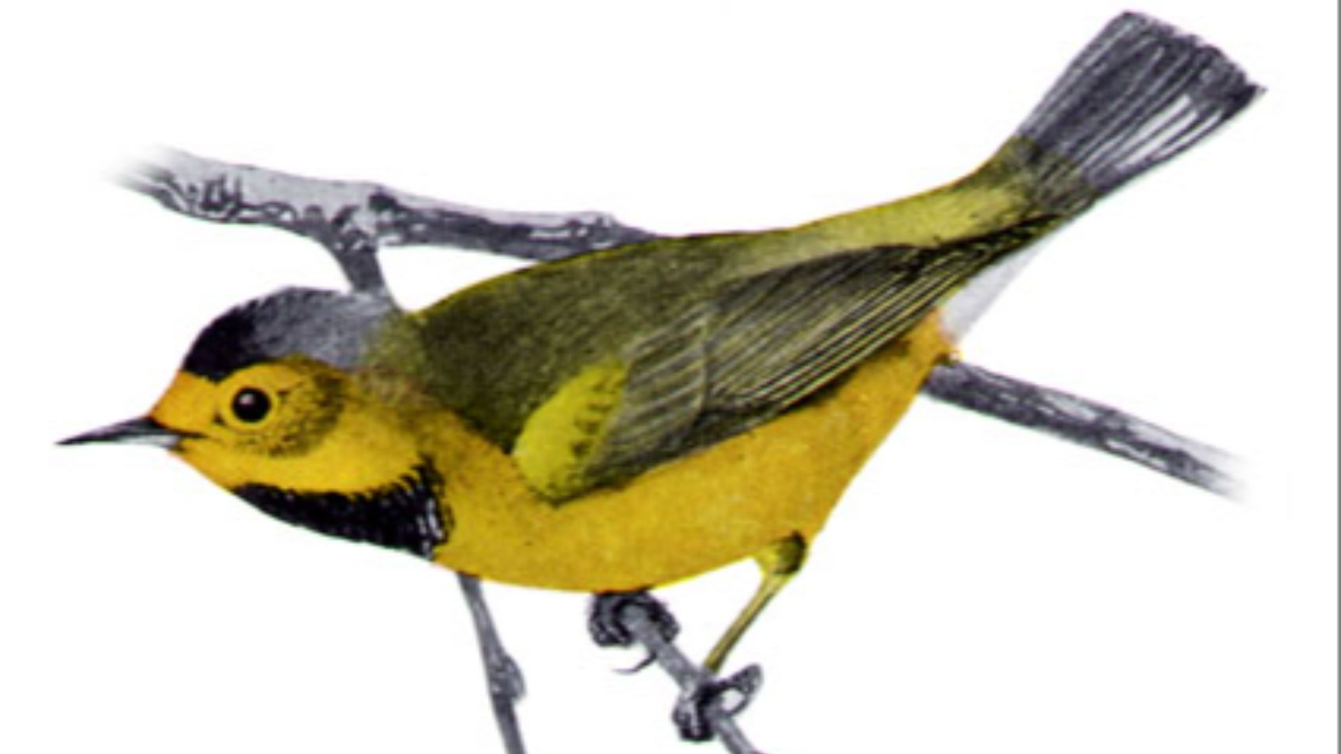 File:Vermivora bachmaniiMFEMP04CB.jpg