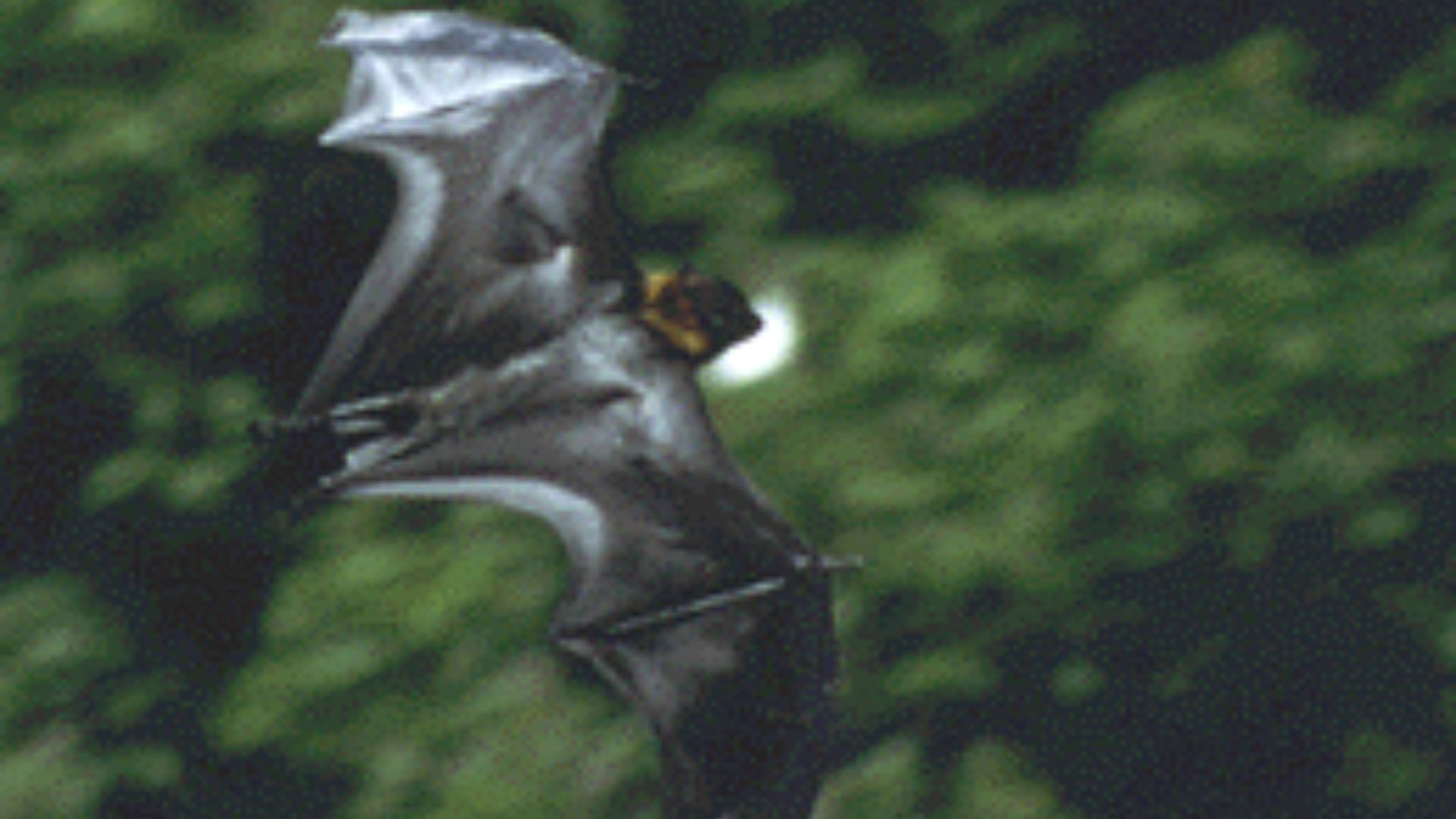 File:Guam flying fox.gif