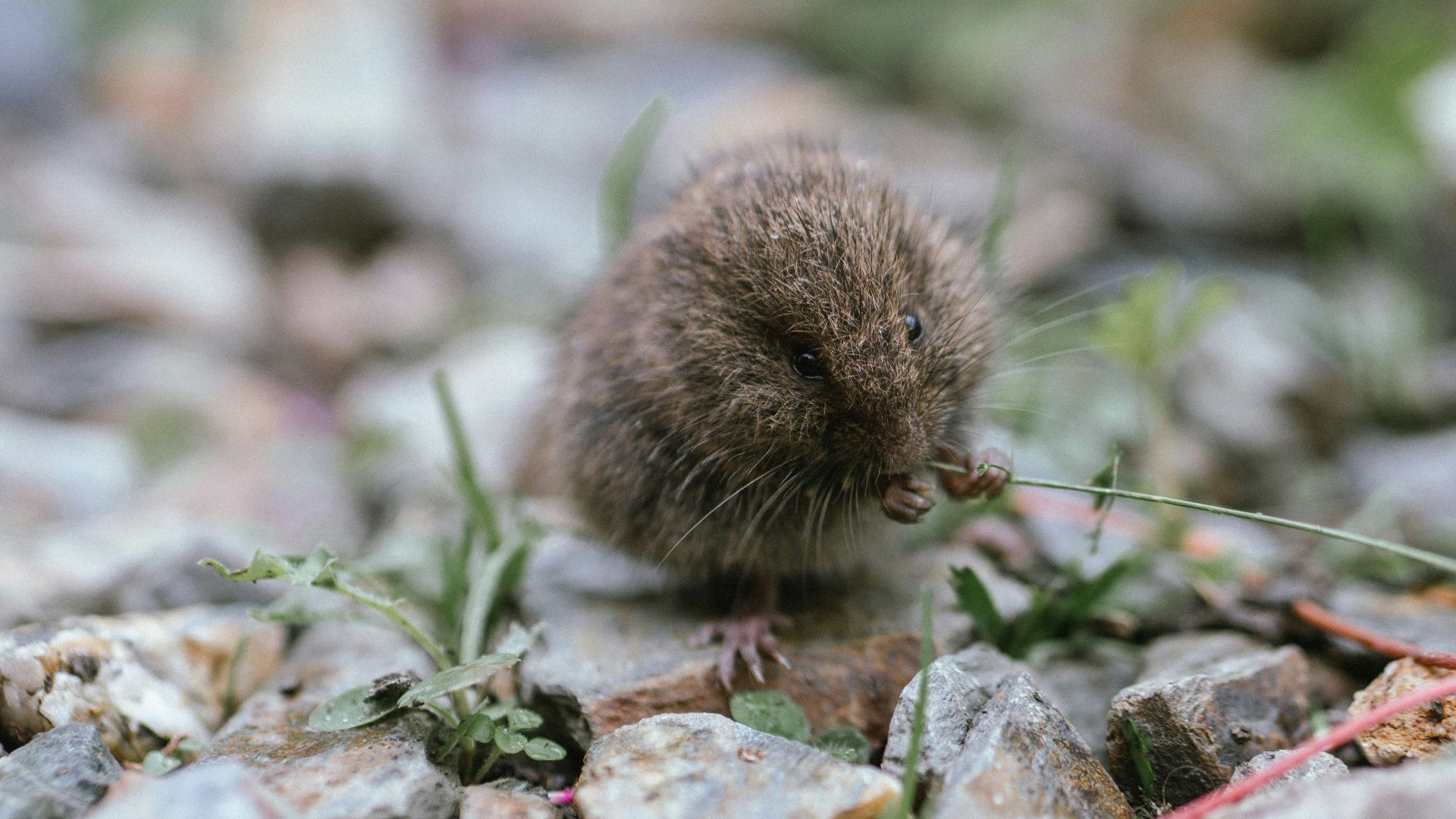 a small rodent eating grass in a rocky area