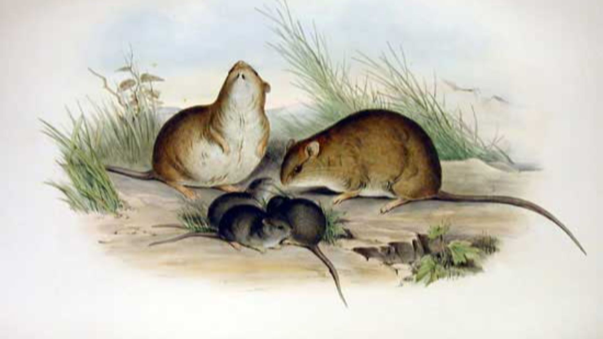 File:Melomys cervinipes.jpg