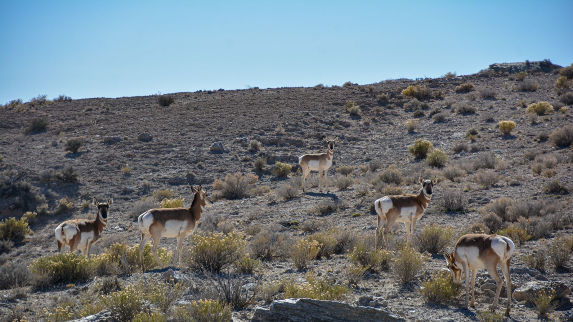 File:Pronghorns near Jurassic National Monument (54151549784).jpg