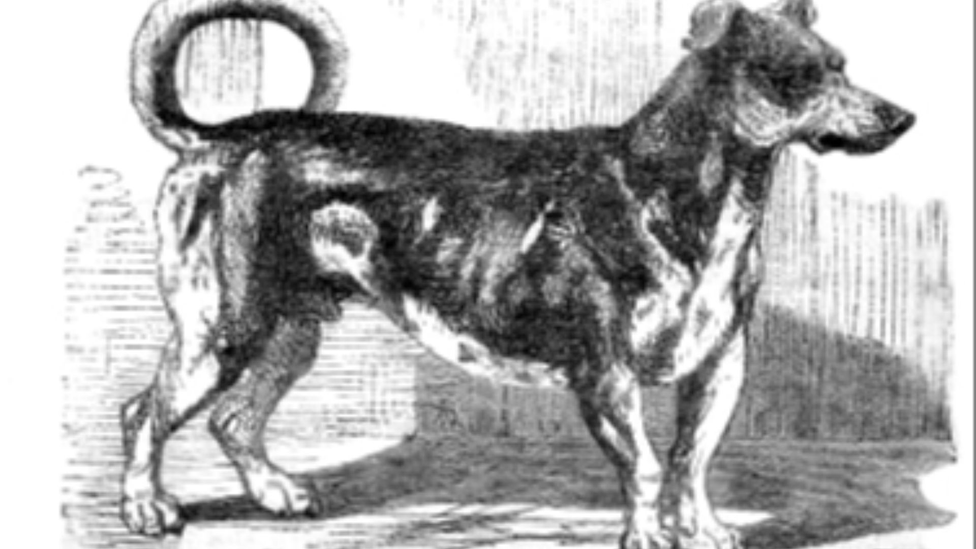 File:Turnspitdog-1862.jpg