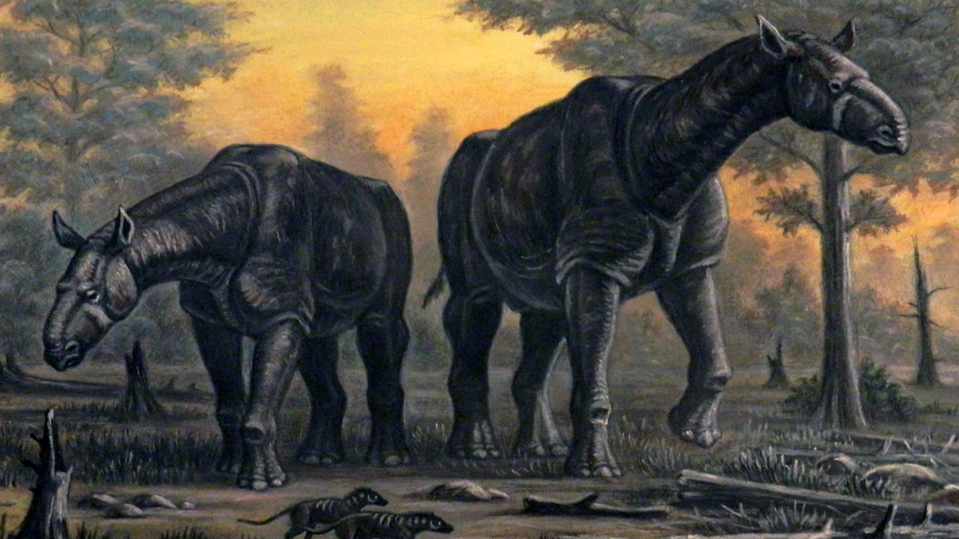File:Paraceratherium transouralicum.jpg