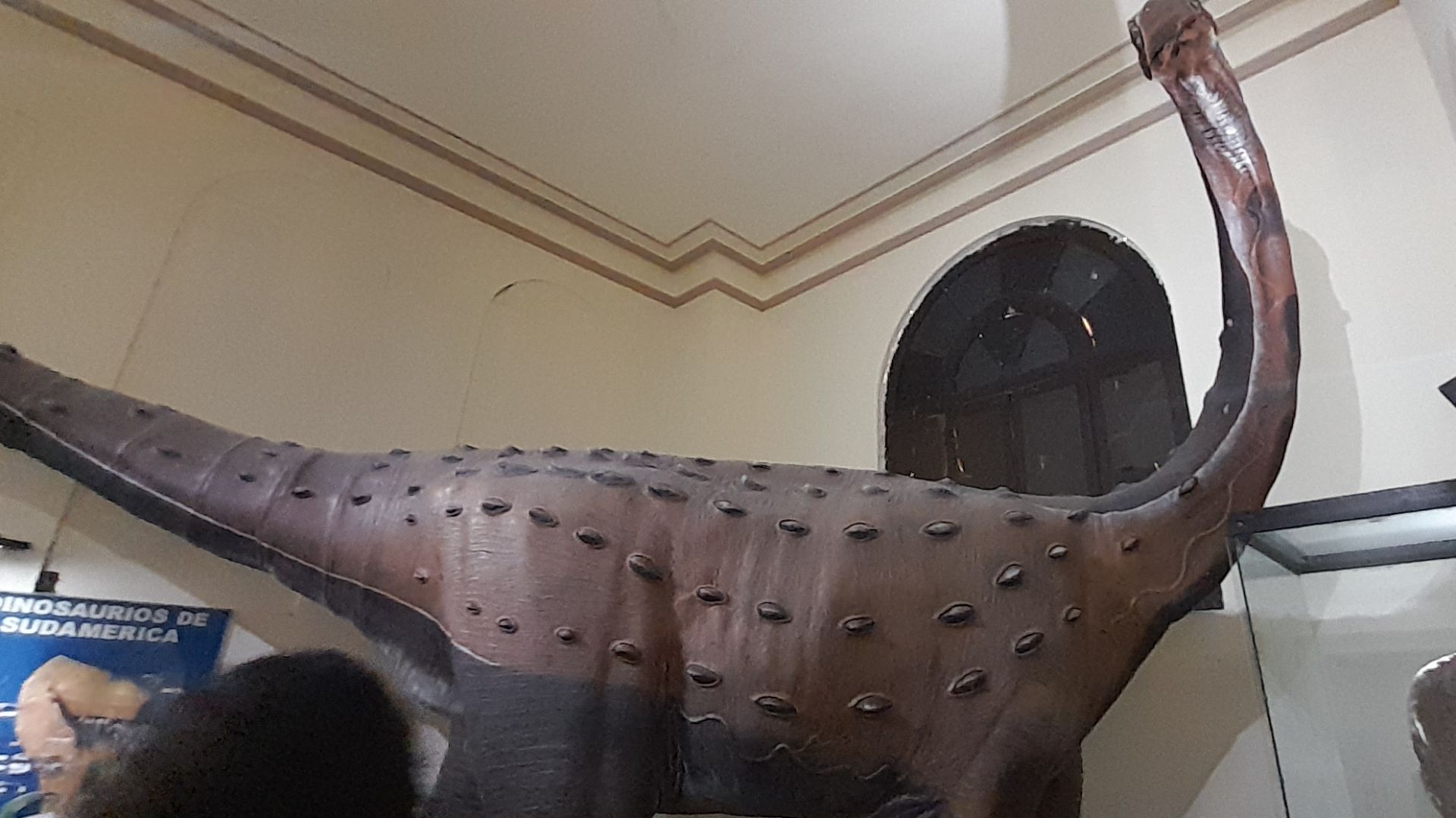 File:Argentinosaurus en el Museo de historia natural.jpg