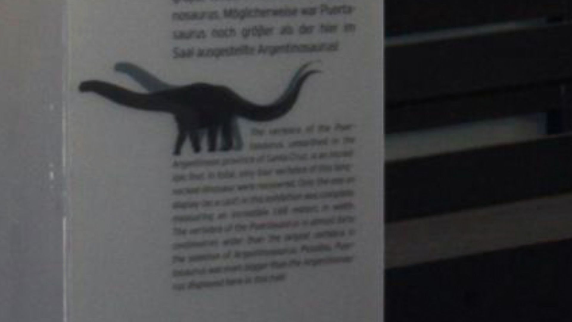 File:Argentinosaurus and Puertasaurus vertebrae.jpg