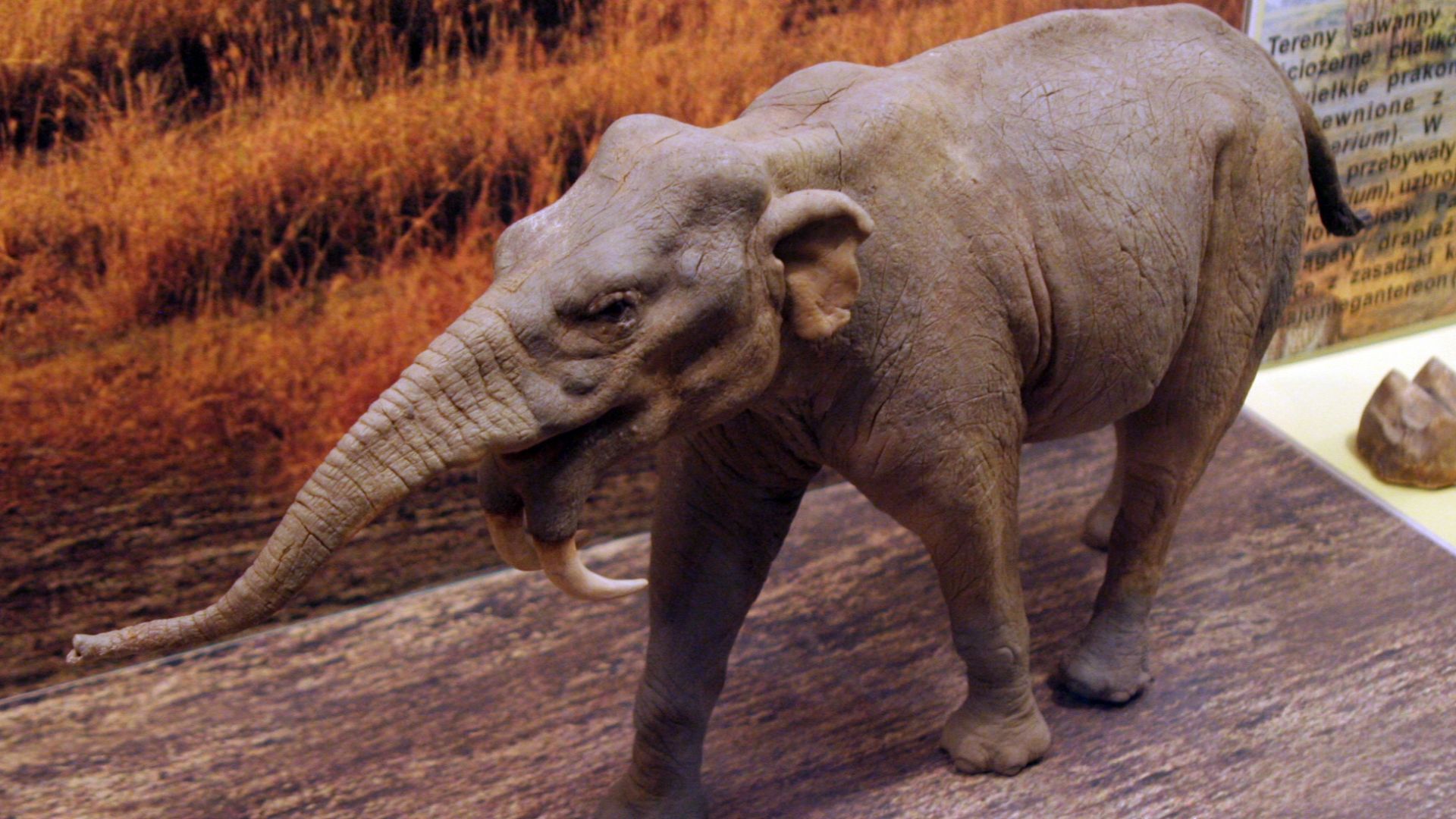 File:Deinotherium Warsaw.jpg