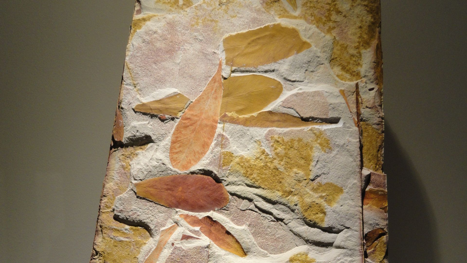 File:Glossopteris sp., seed ferns, Permian - Triassic - Houston Museum of Natural Science - DSC01765.JPG