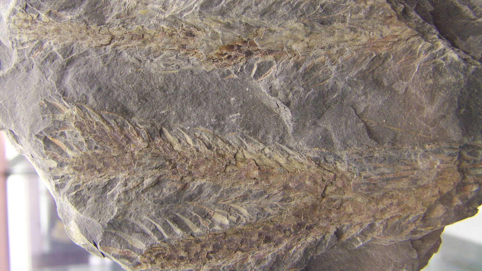 File:Lepidodendron lycopodioides.jpg