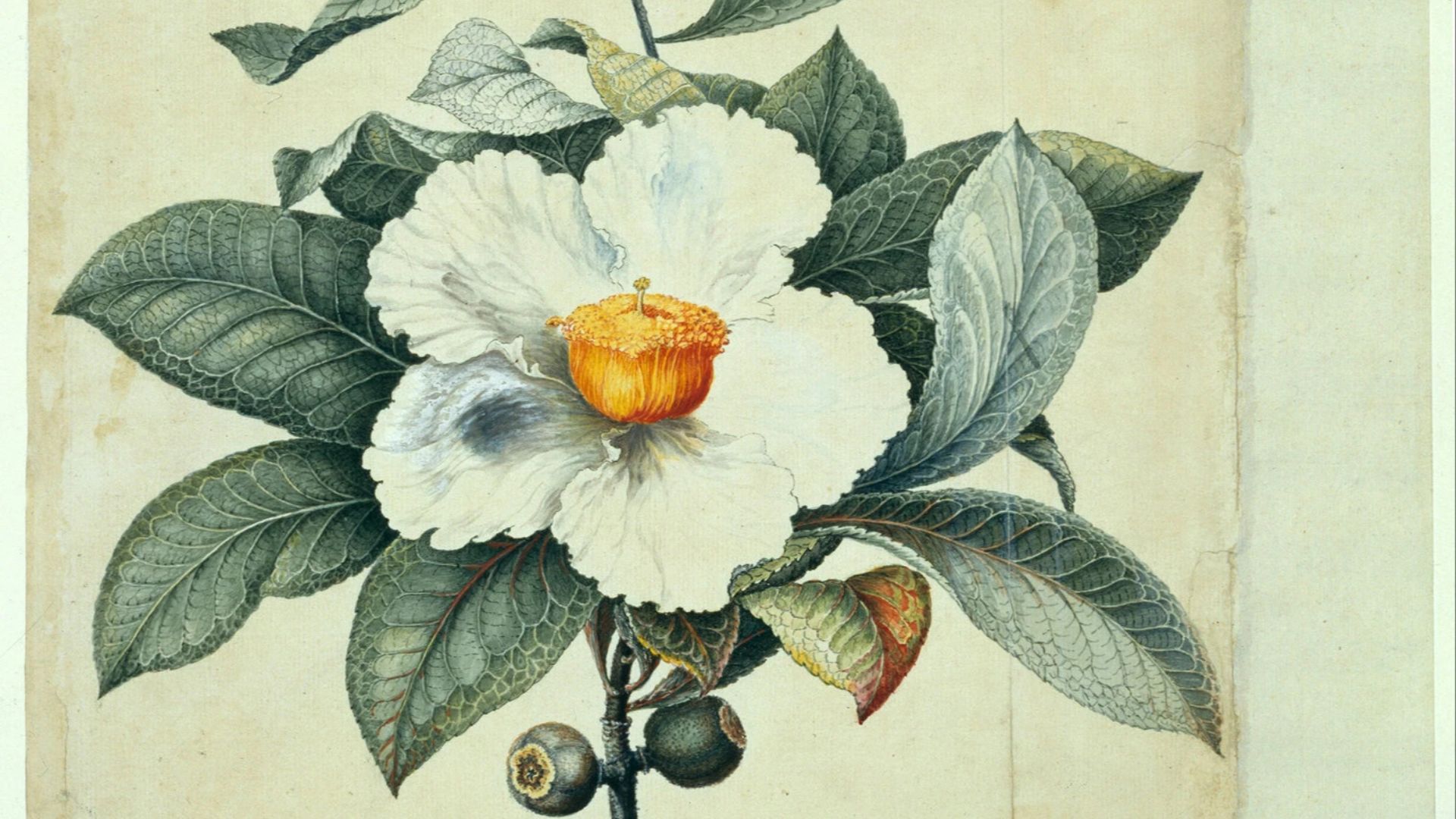 File:Franklinia alatamaha Bartram.jpg