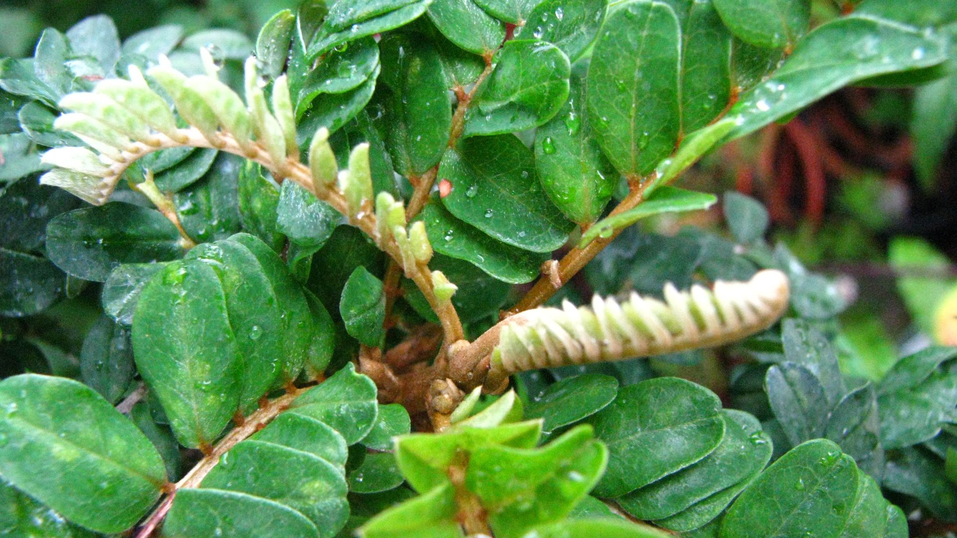 File:Sophora toromiro (4976907867).jpg