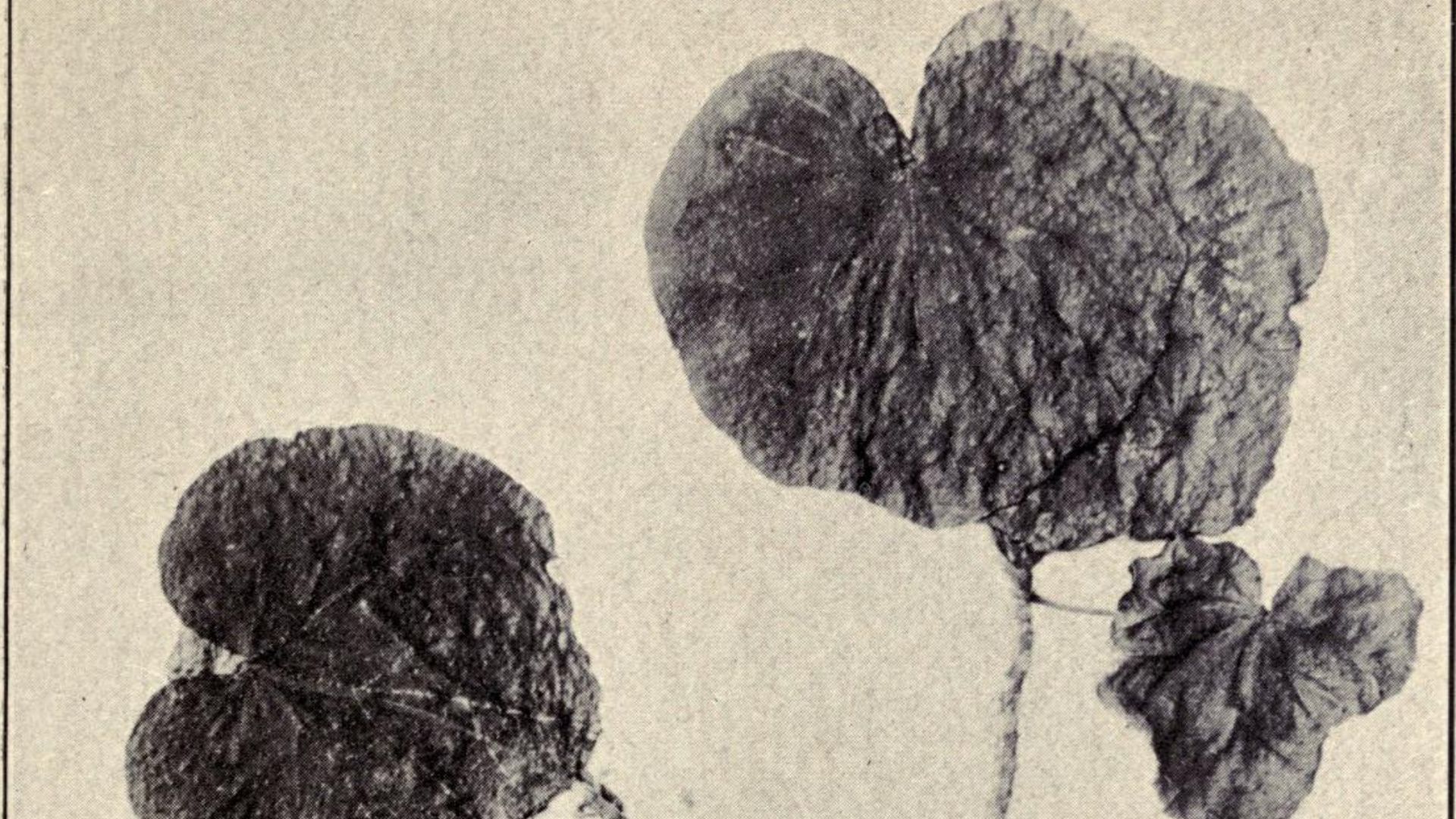 File:Hibiscadelphus Wilderianos.jpg