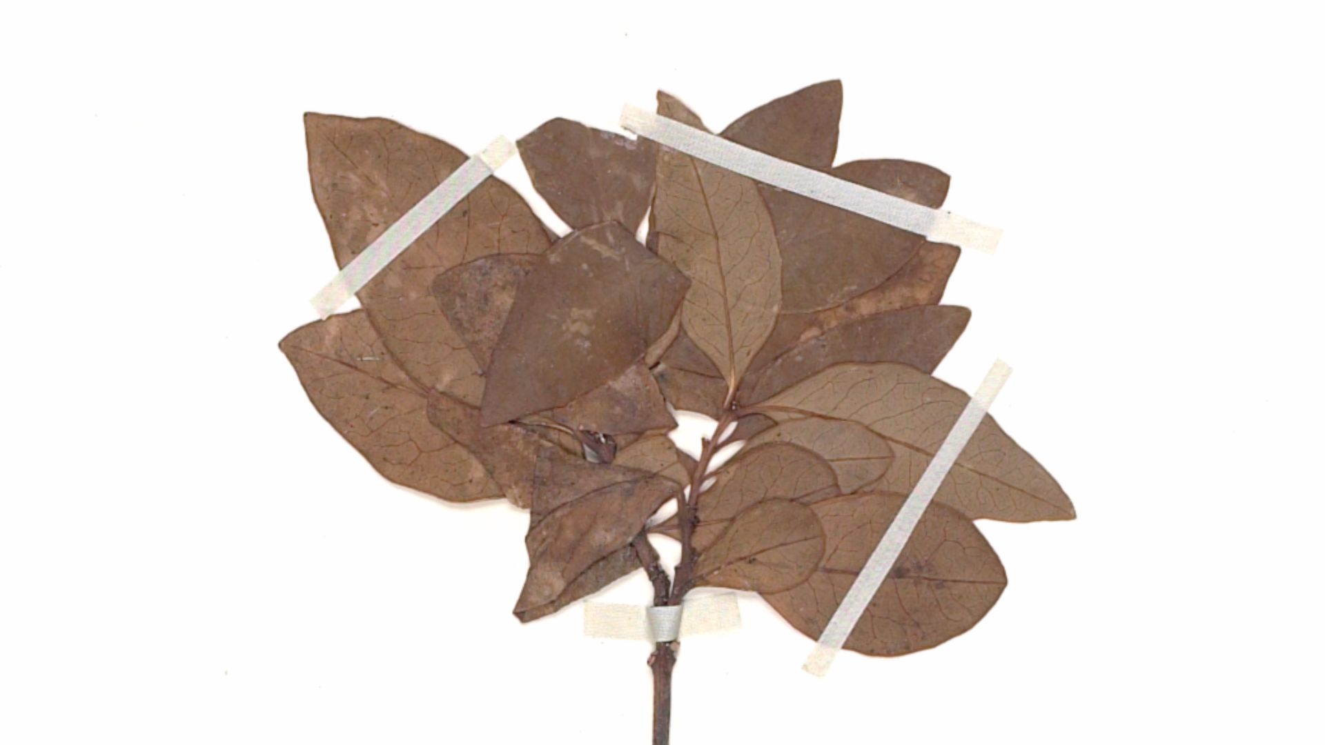 File:Santalum fernandezianum.jpg