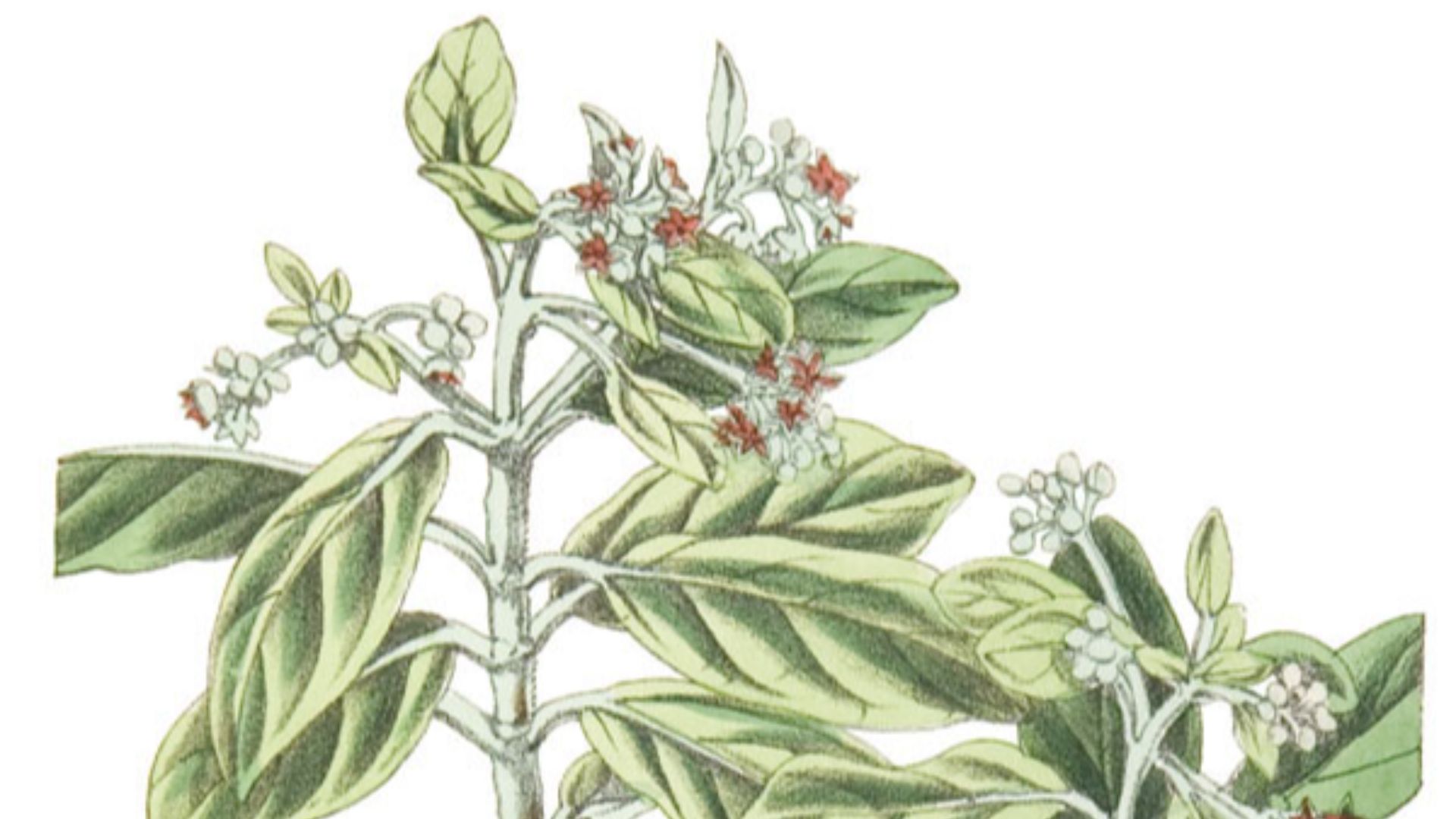 File:Nesiota elliptica.jpg