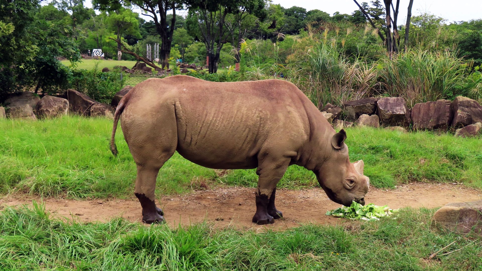 File:Eastern black rhinoceros, Zoorasia.jpg