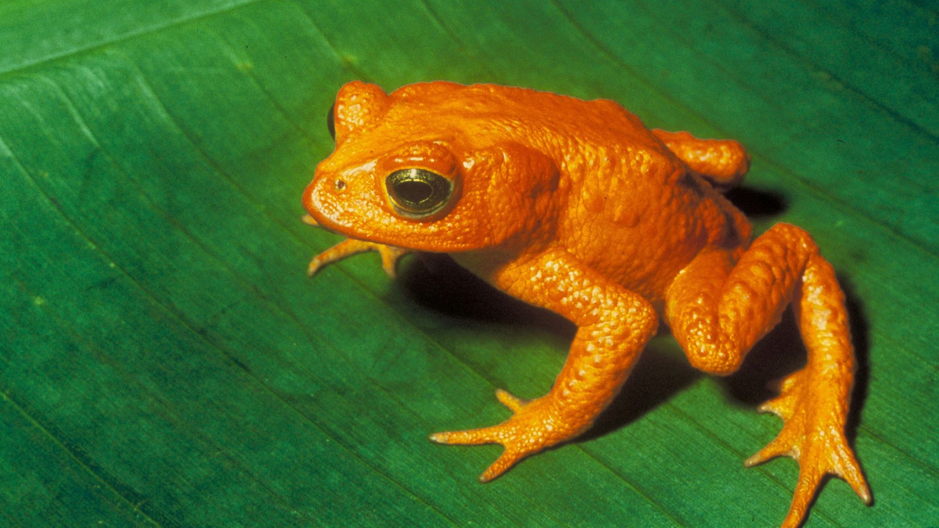 File:Bufo periglenes1.jpg